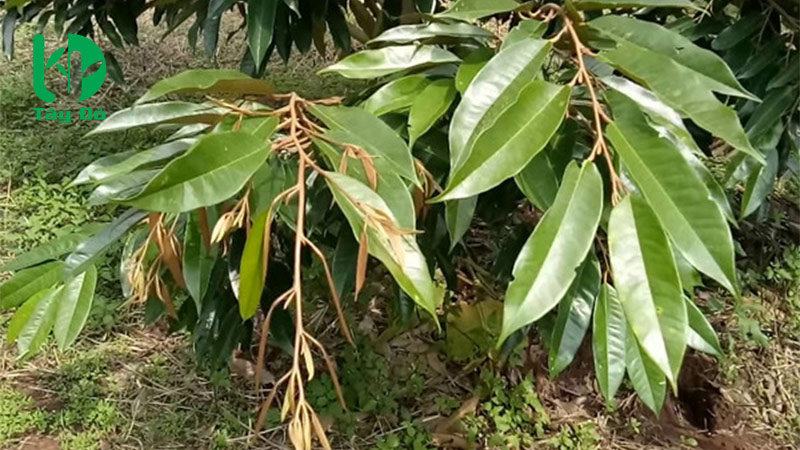 cách chặn đọt sầu riêng hiệu quả