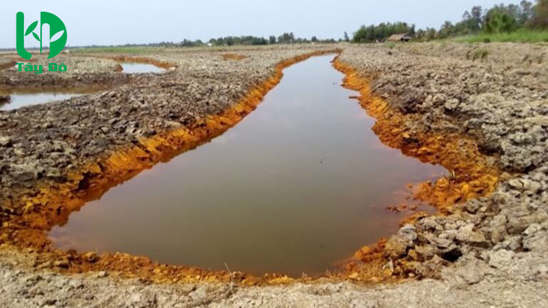 cách hạ phèn cho đất