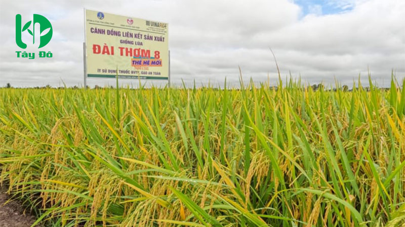 giống lúa đài thơm 8