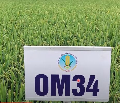 giống lúa OM34