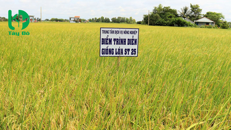 giống lúa st25